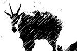 Mountain Goats and Horse Doodie