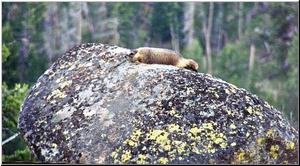 Friendly Marmot