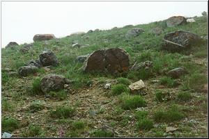 Petrified Log