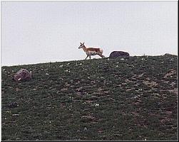 Pronghorn Antelope