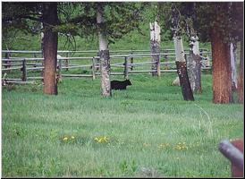 Black bear behind the Tower ranger station