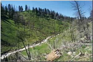 Burnt forest along Blacktail Deer Creek