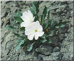 White wildflower